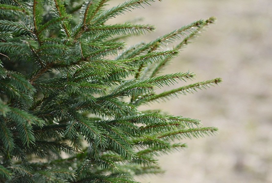 DSC_5482.JPG