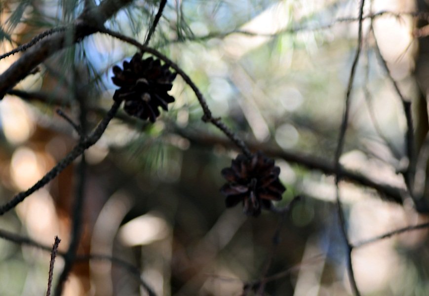 DSC_6036.JPG