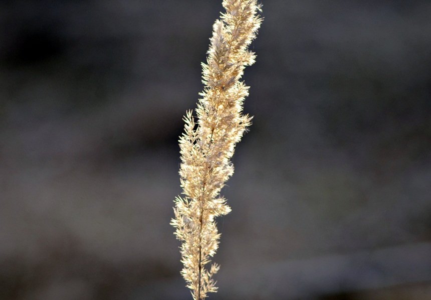 DSC_6431.JPG