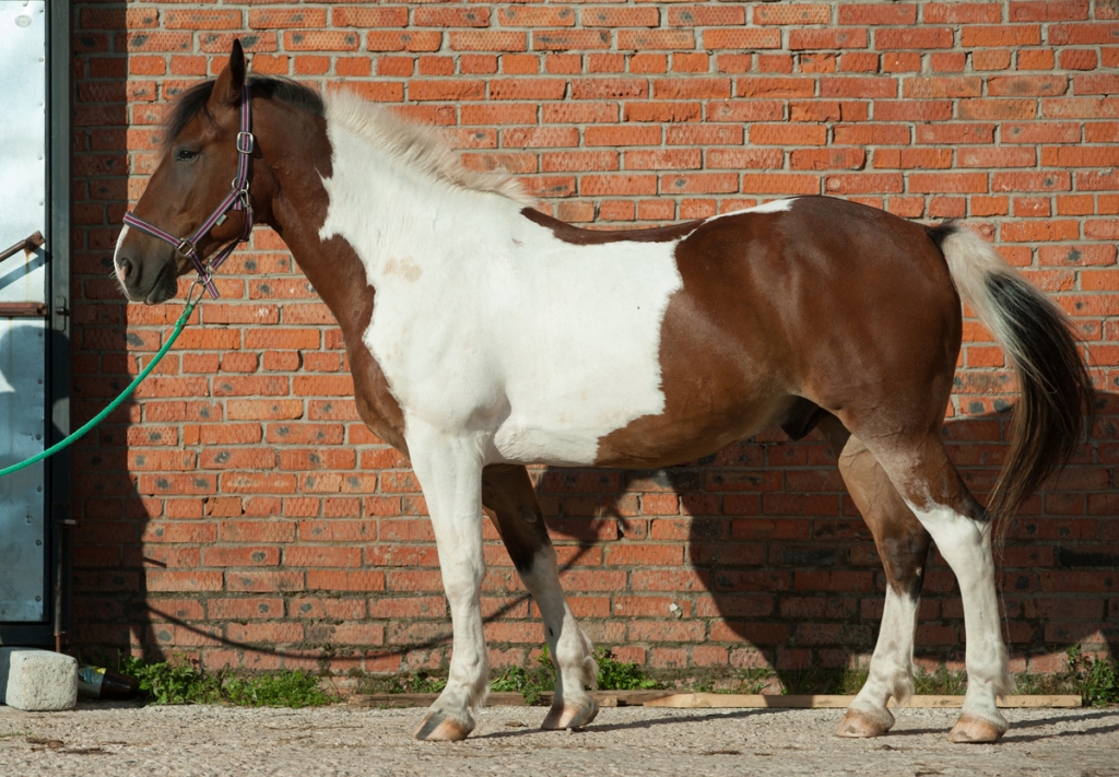 DSC_6447.jpg