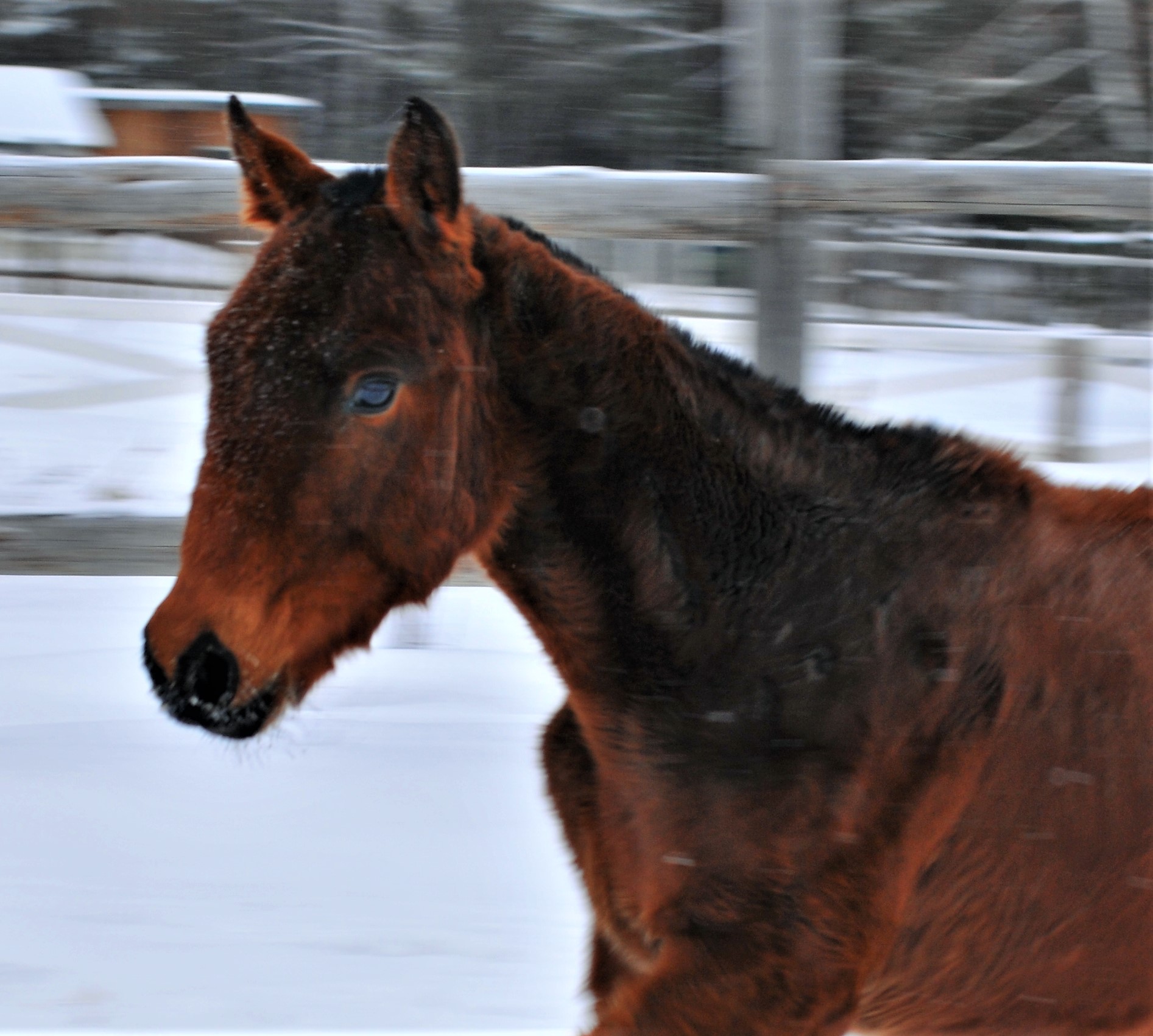 DSC_6651.JPG