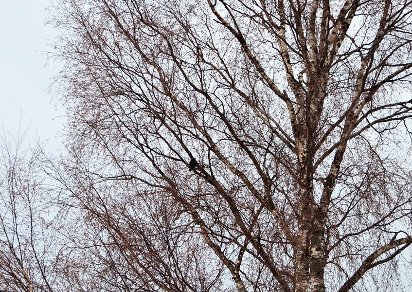 DSC_6703.JPG