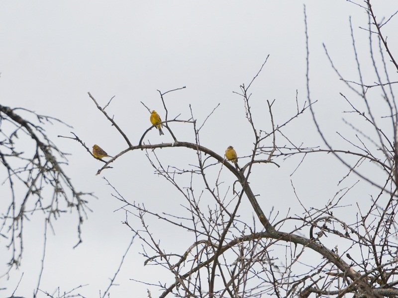 DSC_6811.JPG