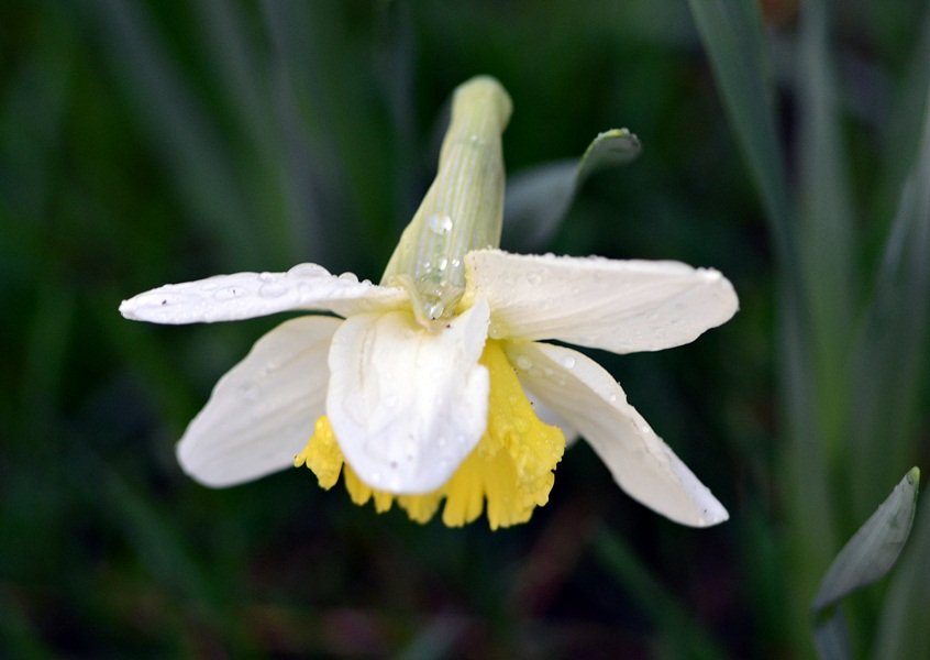 DSC_7194.JPG