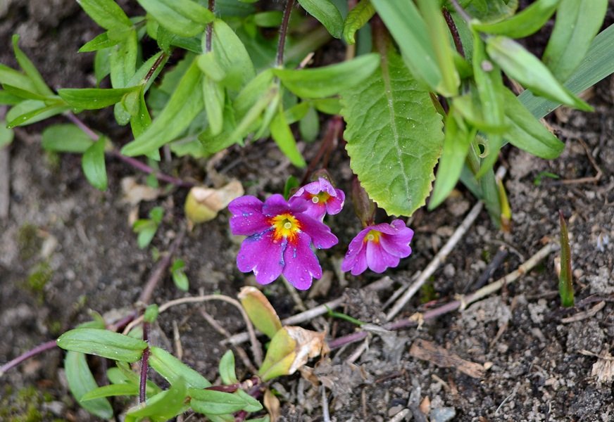 DSC_7366.JPG