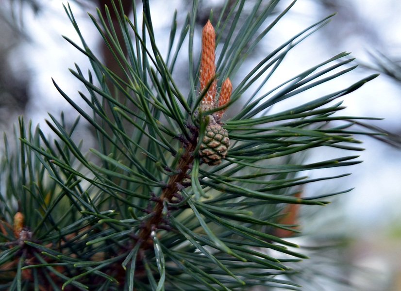 DSC_7518.JPG