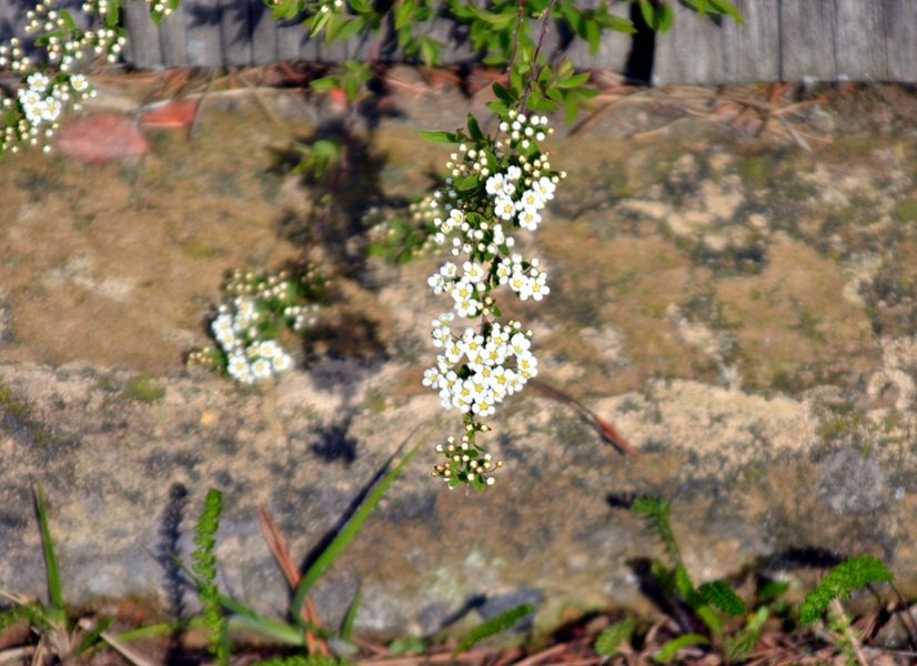 DSC_7527.JPG