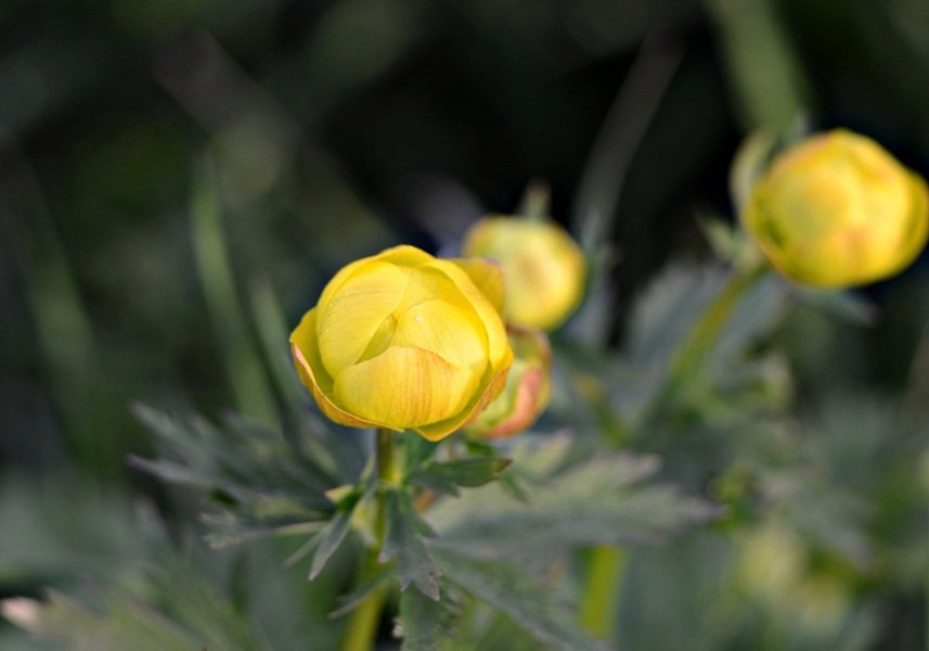 DSC_7605.JPG