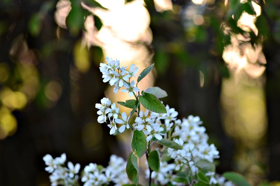 DSC_7751.JPG