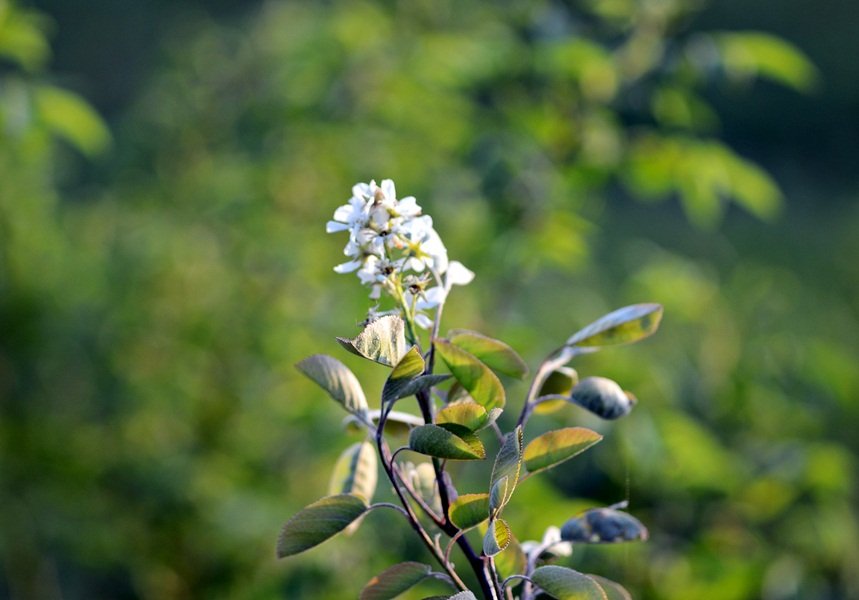 DSC_7763.JPG