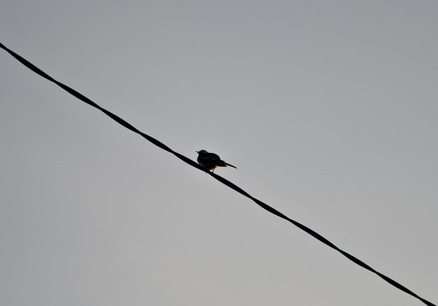 DSC_7770.JPG
