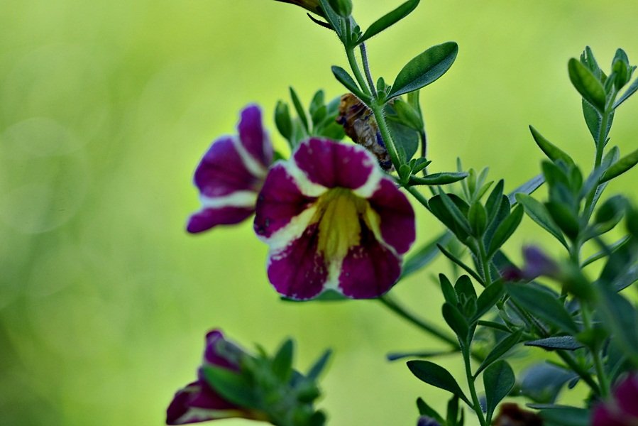 DSC_7801.JPG