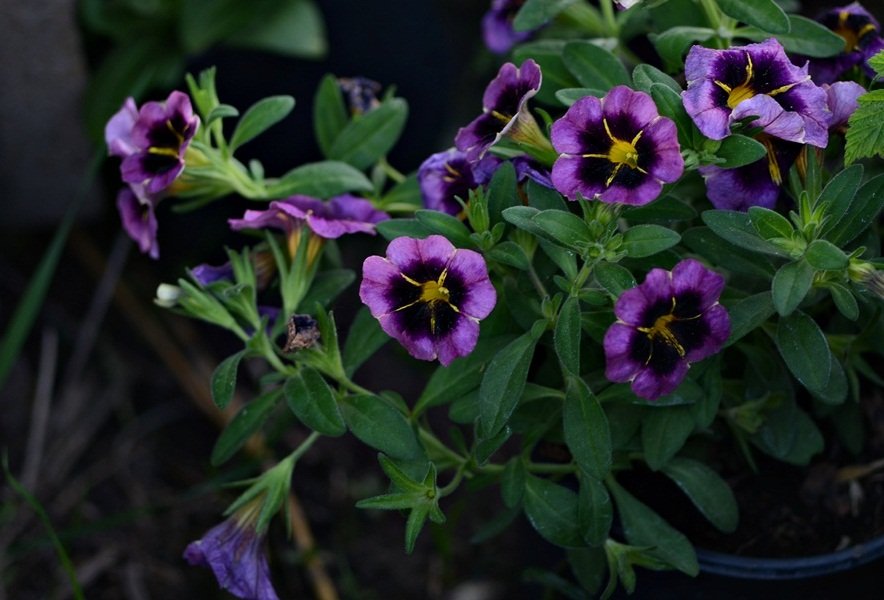 DSC_7847.JPG
