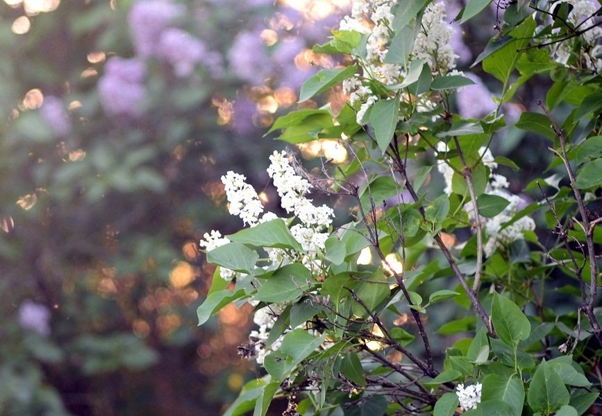 DSC_7978.JPG
