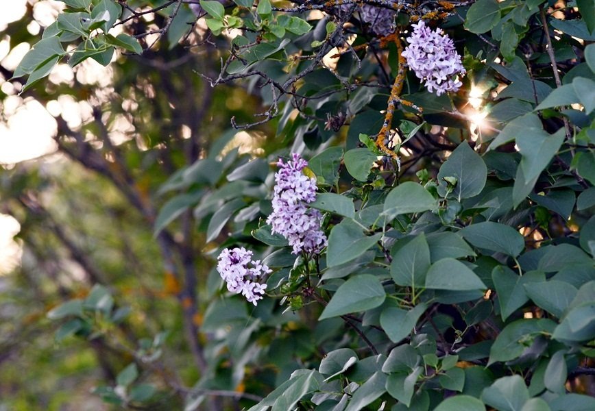 DSC_7989.JPG