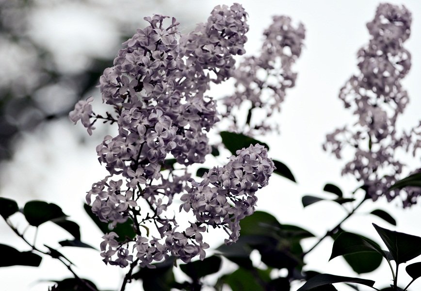 DSC_7994.JPG