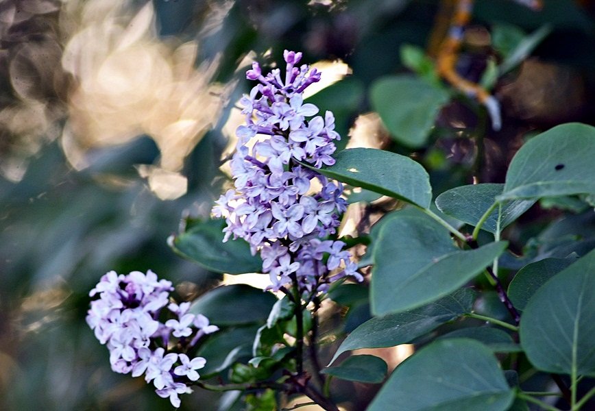 DSC_7995.JPG