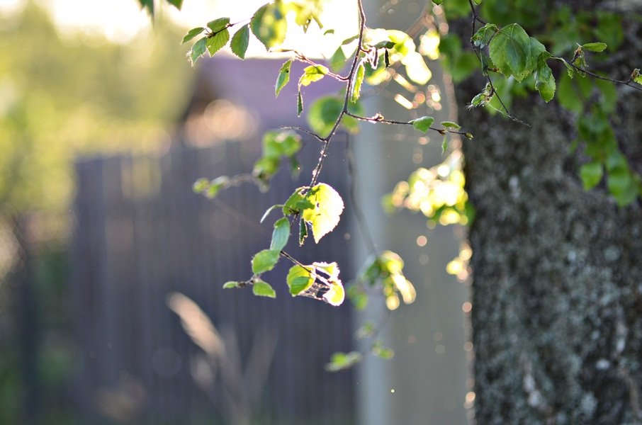 DSC_8017.JPG