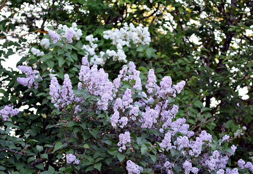 DSC_8044.JPG