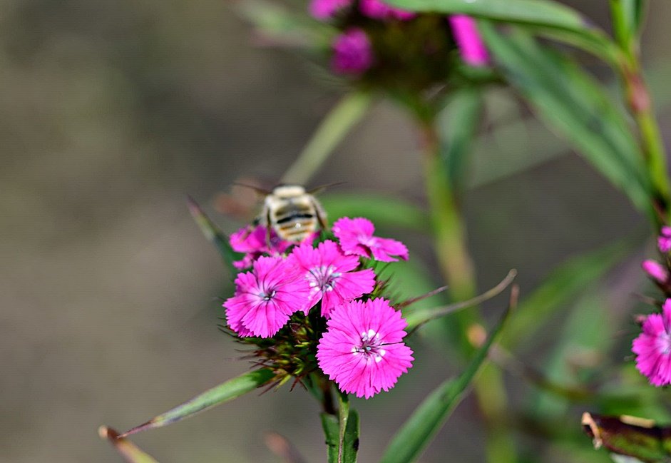 DSC_8504.JPG