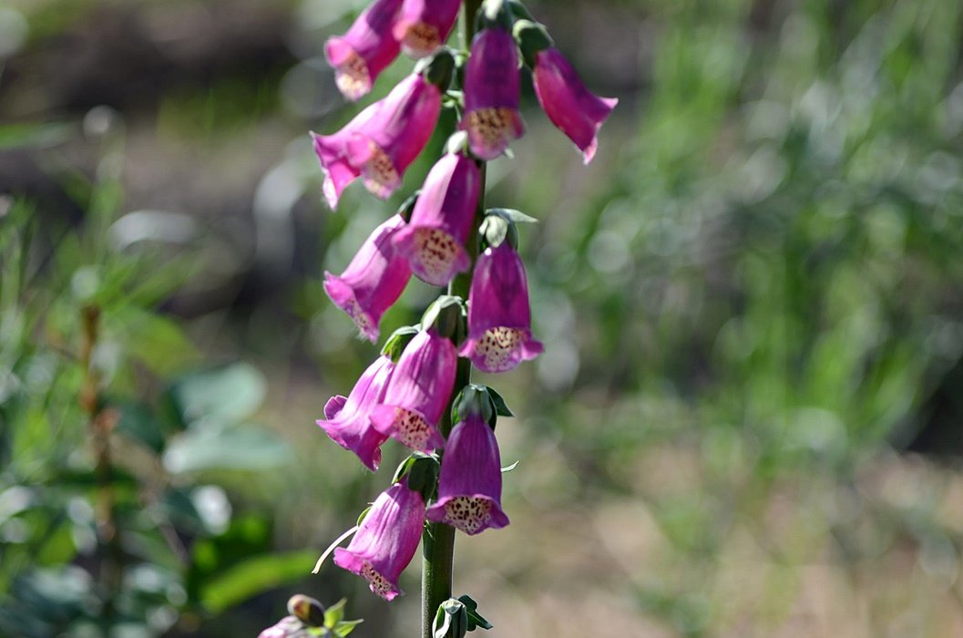DSC_8541.JPG