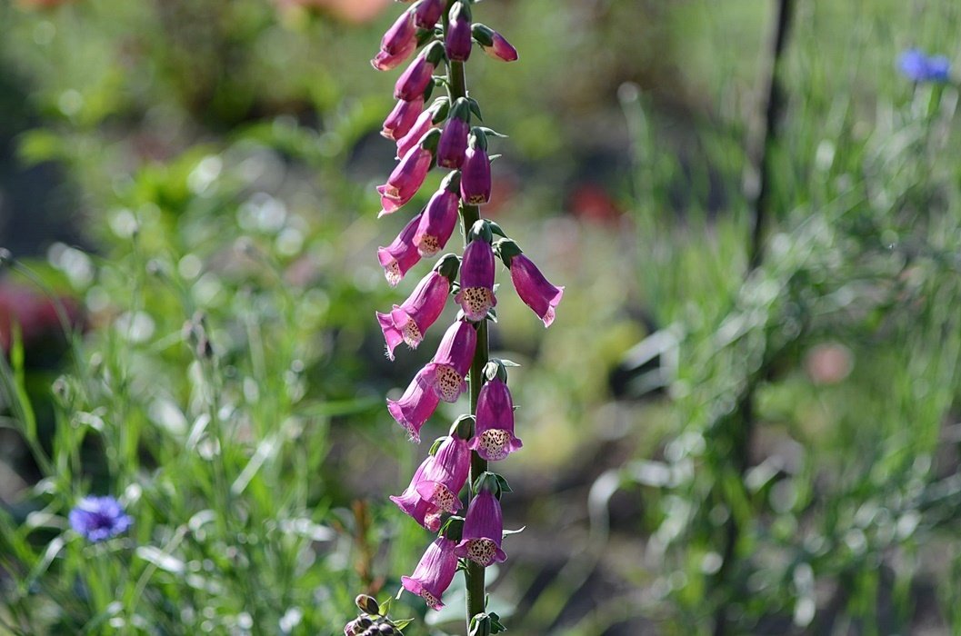 DSC_8543.JPG