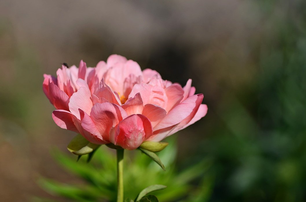 DSC_8547.JPG