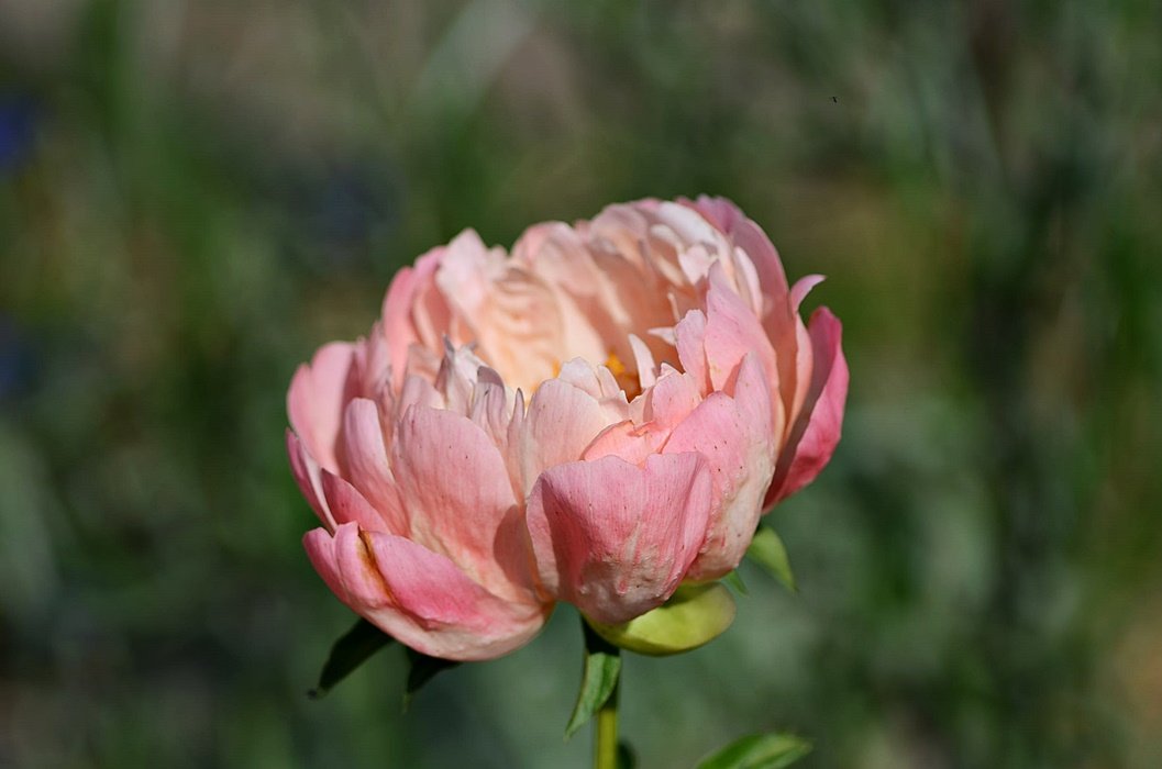 DSC_8548.JPG