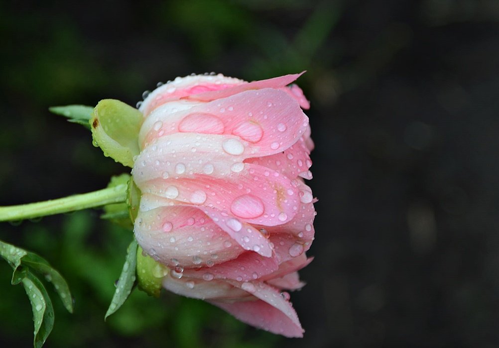 DSC_8657.JPG