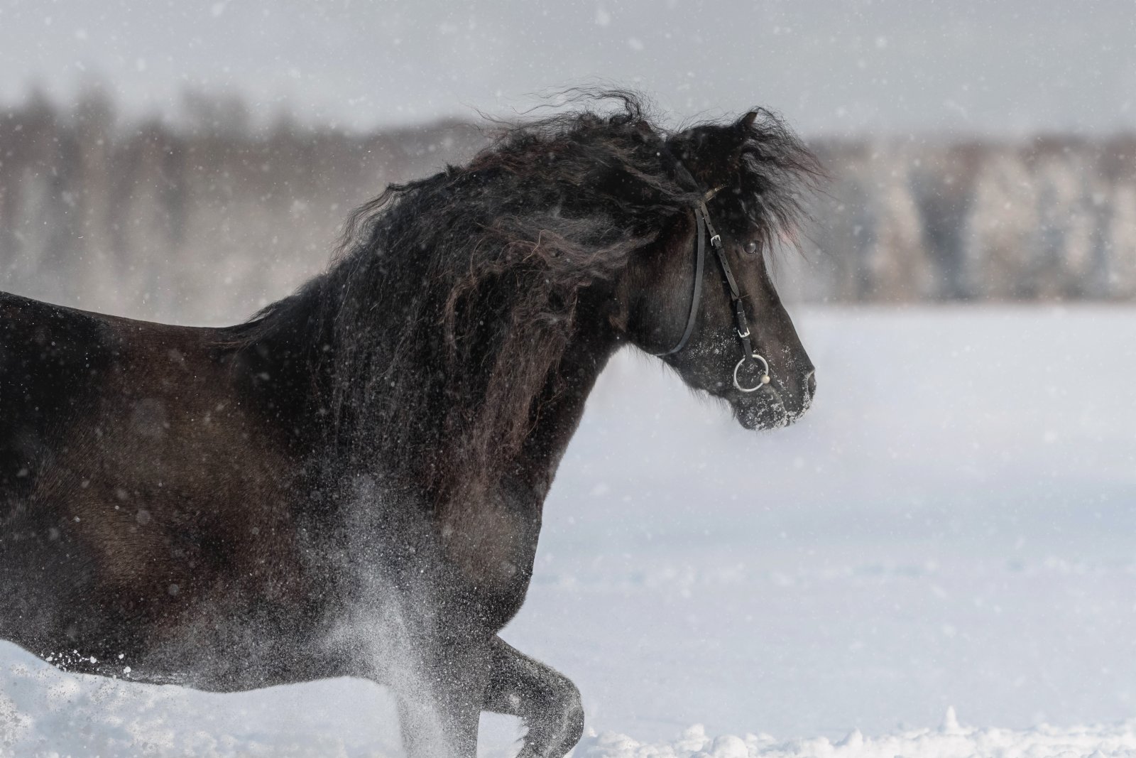 DSC_8909 снег.jpg