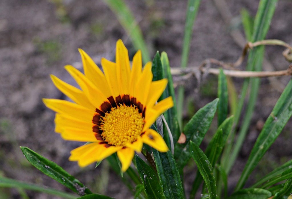 DSC_9196.JPG
