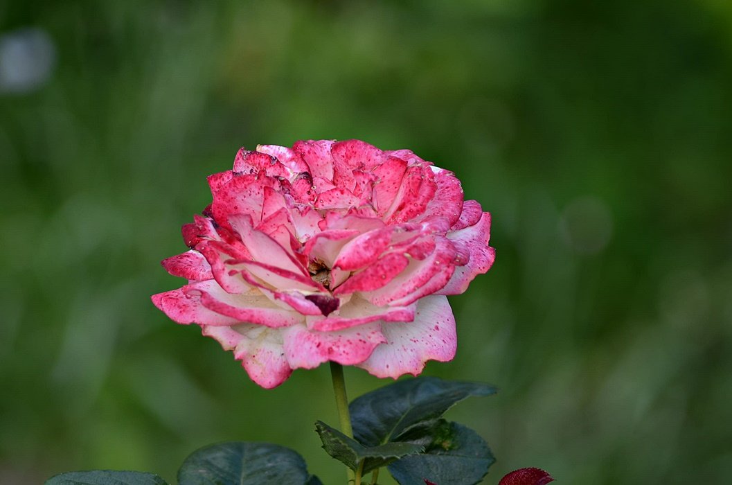 DSC_9213.JPG
