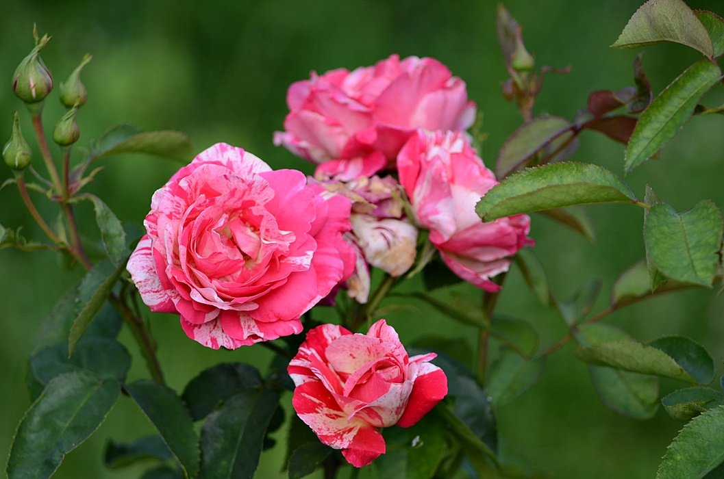 DSC_9214.JPG