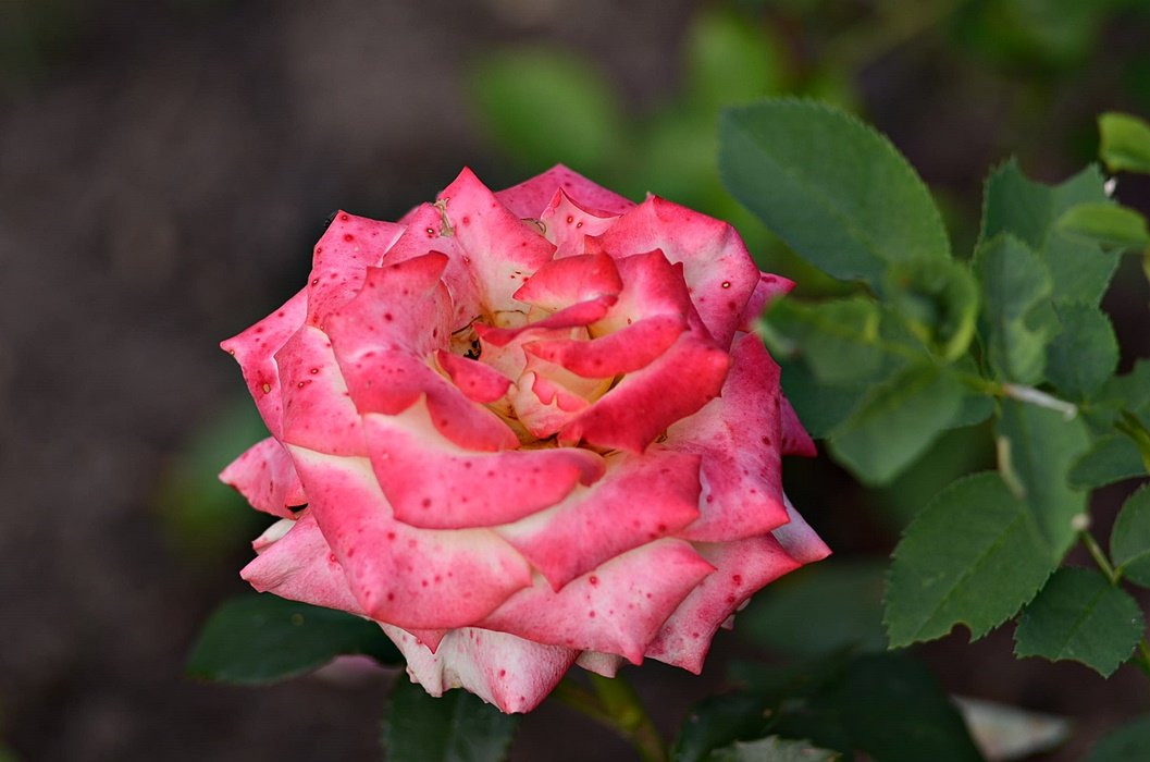 DSC_9223.JPG