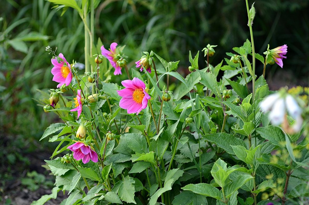 DSC_9228.JPG