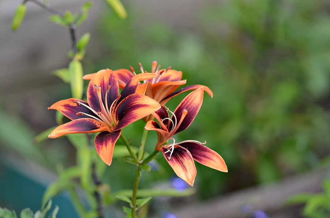DSC_9230.JPG