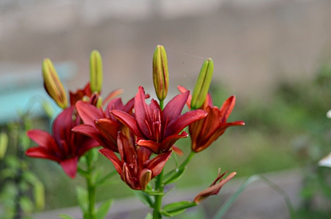 DSC_9231.JPG