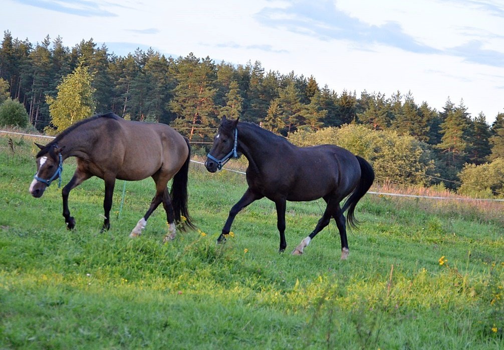 DSC_9335.JPG