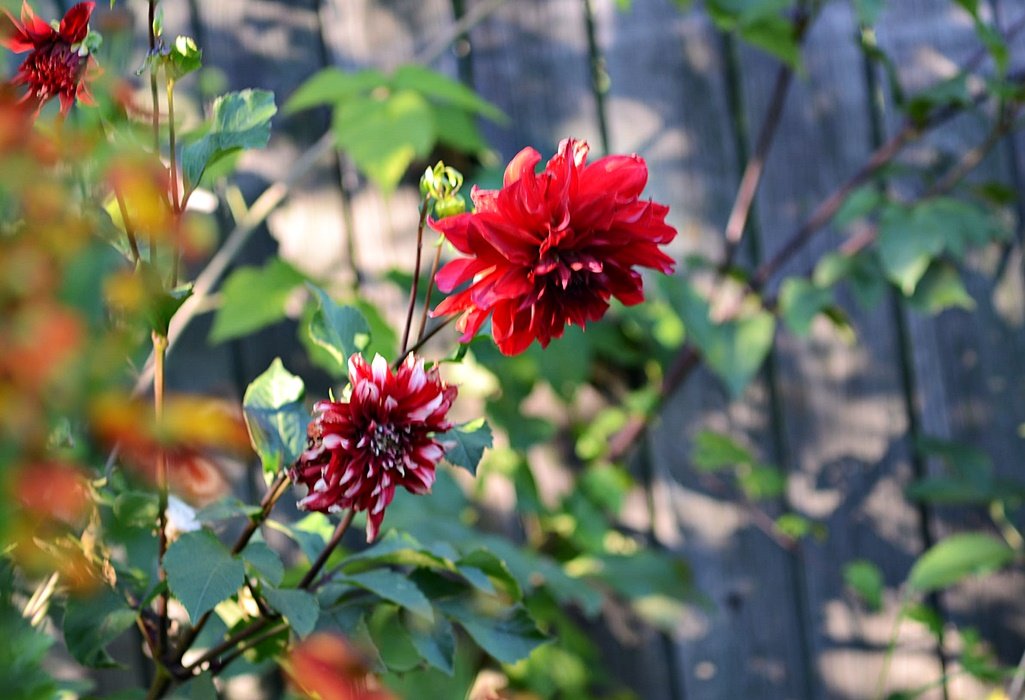 DSC_9573.JPG