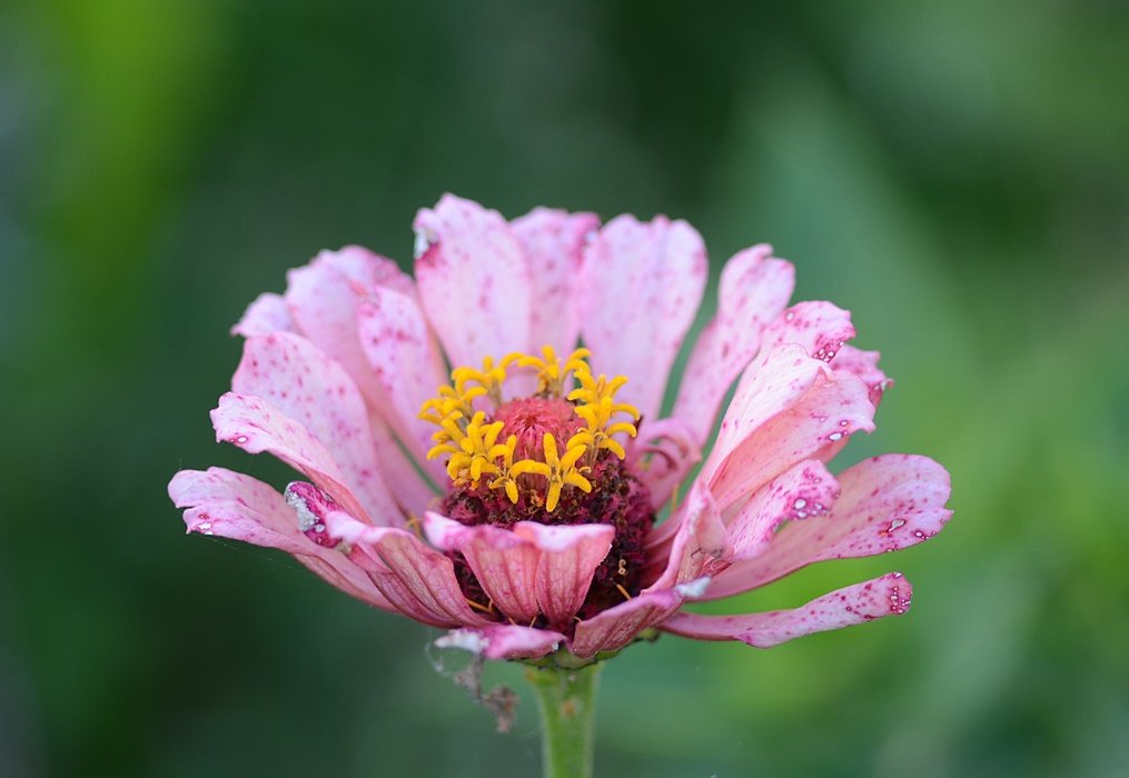DSC_9591.JPG