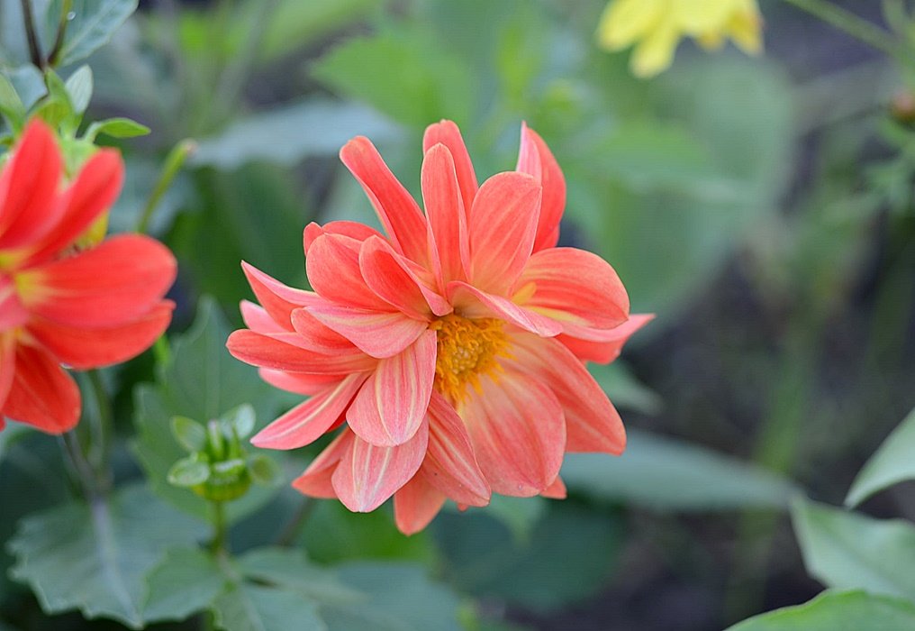 DSC_9598.JPG