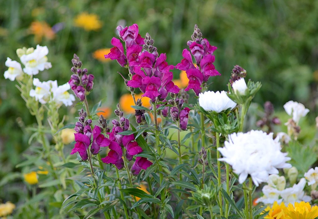 DSC_9601.JPG