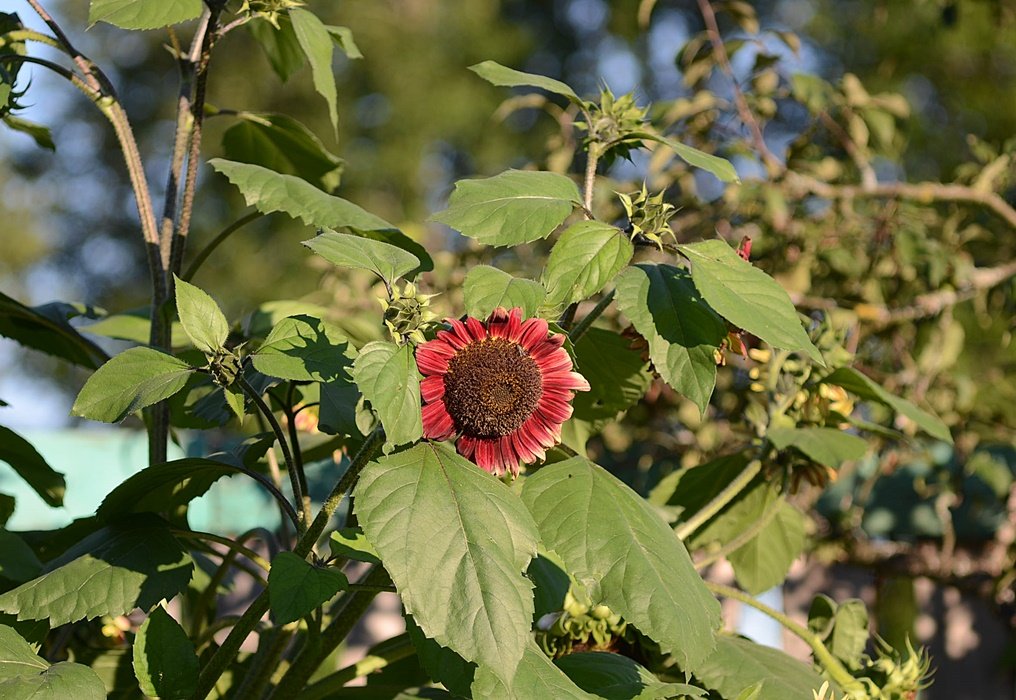 DSC_9603.JPG