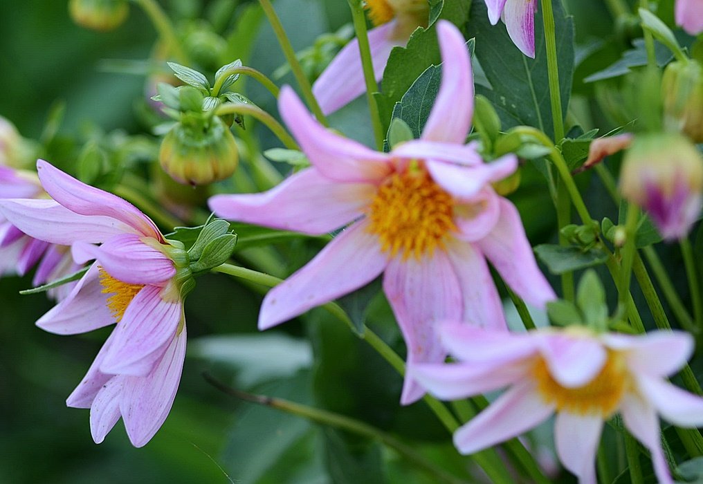 DSC_9607.JPG