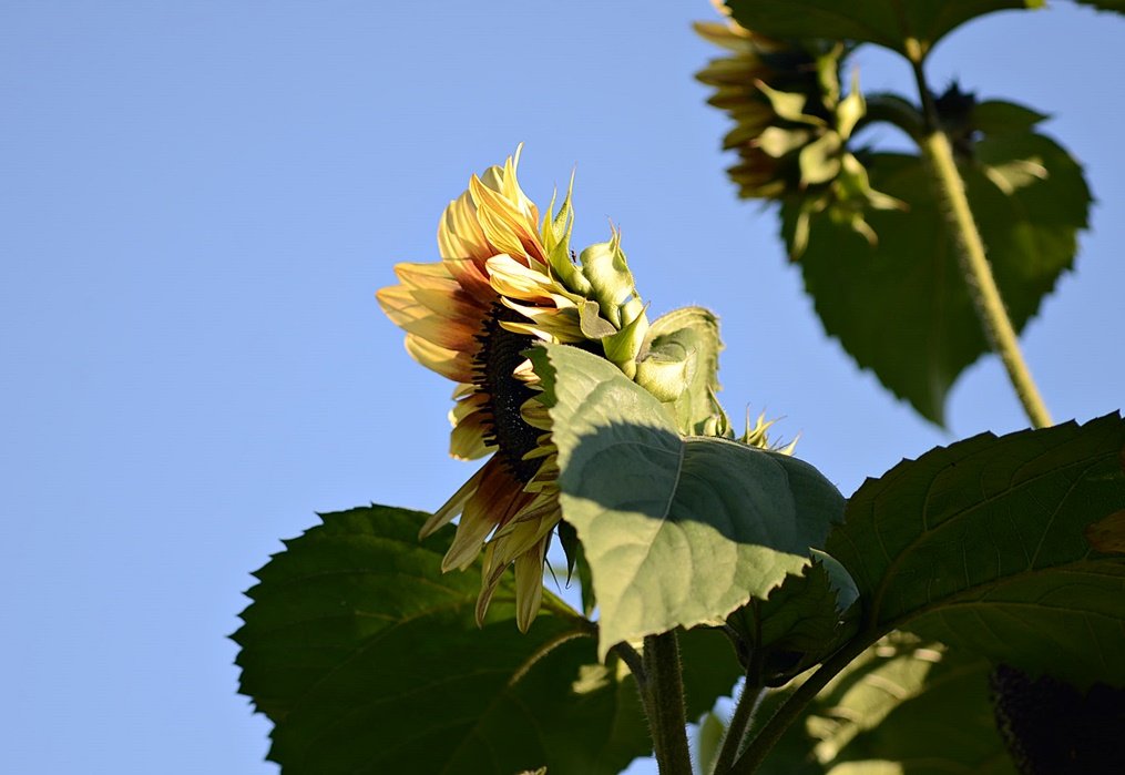 DSC_9609.JPG