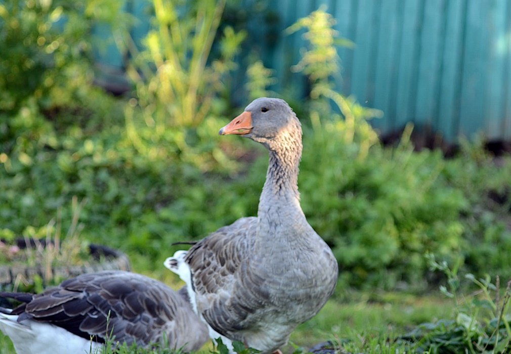DSC_9618.JPG