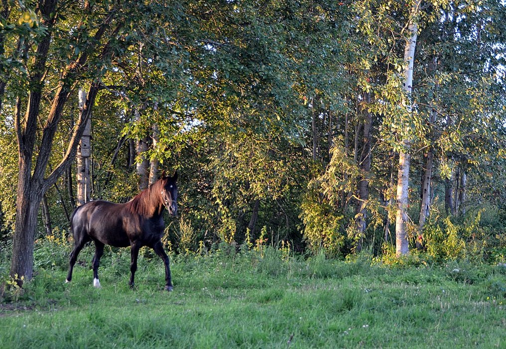 DSC_9807.JPG