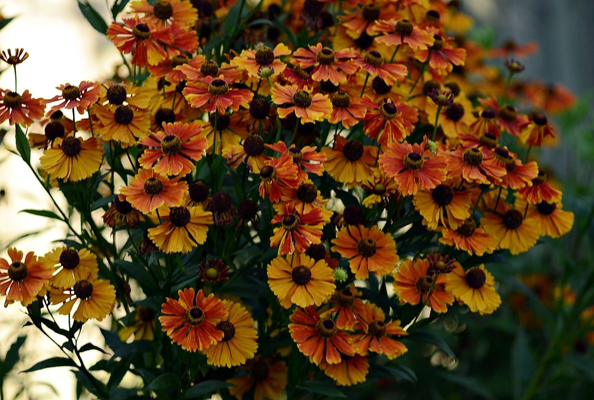DSC_9862.JPG