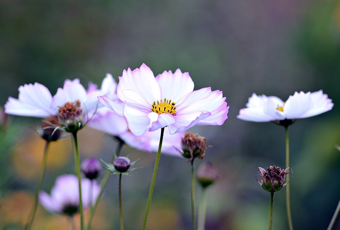 DSC_9877.JPG