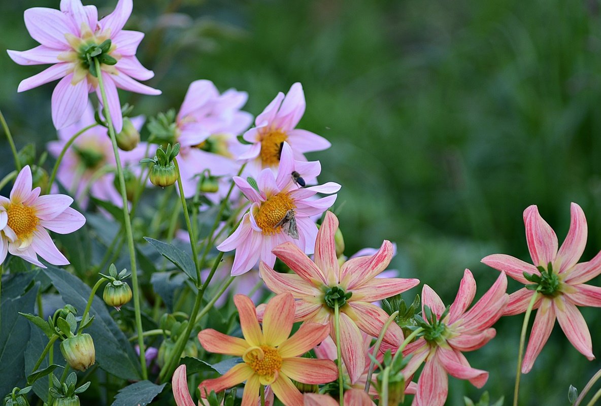 DSC_9896.JPG